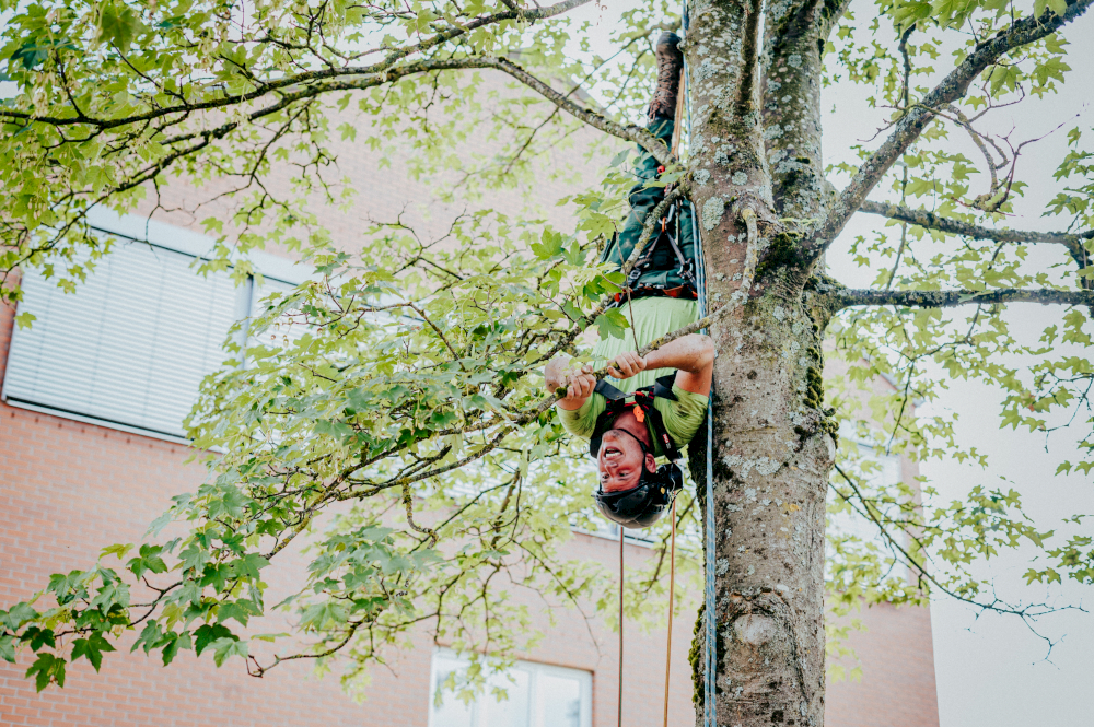 Beim Fotoshooting mit typneun Fotografin Birte Lebender hängt ein MR Niederbayern Mitarbeiter für Arbeiten mit Seilen in einem Baum.